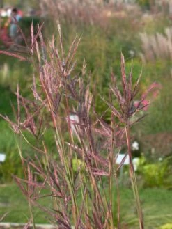 Gerards Blauhalm -Angebote Wurzel Zeit Store gerards blauhalm m057647 w 1