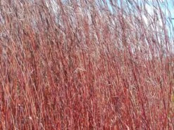 Gerards Blauhalm 'Red October'