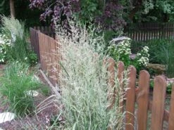 Gestreiftblättriges Reitgras 'Overdam' -Angebote Wurzel Zeit Store gestreiftblaettriges reitgras overdam m044649 551380 0 1