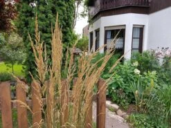 Gestreiftblättriges Reitgras 'Overdam' -Angebote Wurzel Zeit Store gestreiftblaettriges reitgras overdam m044649 551380 0