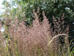 Gestreiftblättriges Reitgras 'Overdam' -Angebote Wurzel Zeit Store gestreiftblaettriges reitgras overdam m044649 w 1