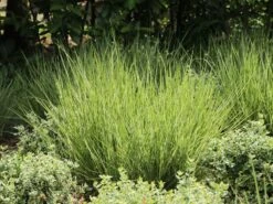 Gestreiftblättriges Reitgras 'Overdam' -Angebote Wurzel Zeit Store gestreiftblaettriges reitgras overdam m044649 w 2