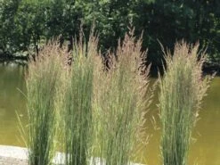 Gestreiftblättriges Reitgras 'Overdam' -Angebote Wurzel Zeit Store gestreiftblaettriges reitgras overdam m044649 w 3