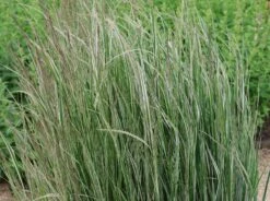 Gestreiftblättriges Reitgras 'Overdam' -Angebote Wurzel Zeit Store gestreiftblaettriges reitgras overdam m044649 w 4