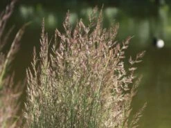 Gestreiftblättriges Reitgras 'Overdam' -Angebote Wurzel Zeit Store gestreiftblaettriges reitgras overdam m044649 w 5