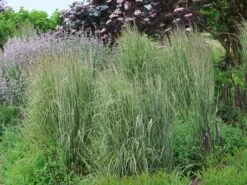 Gestreiftblättriges Reitgras 'Overdam' -Angebote Wurzel Zeit Store gestreiftblaettriges reitgras overdam m044649 w 7