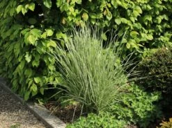 Gestreiftblättriges Reitgras 'Overdam' -Angebote Wurzel Zeit Store gestreiftblaettriges reitgras overdam m044649 w 8