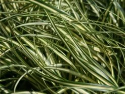 Gold Segge 'Evergold'