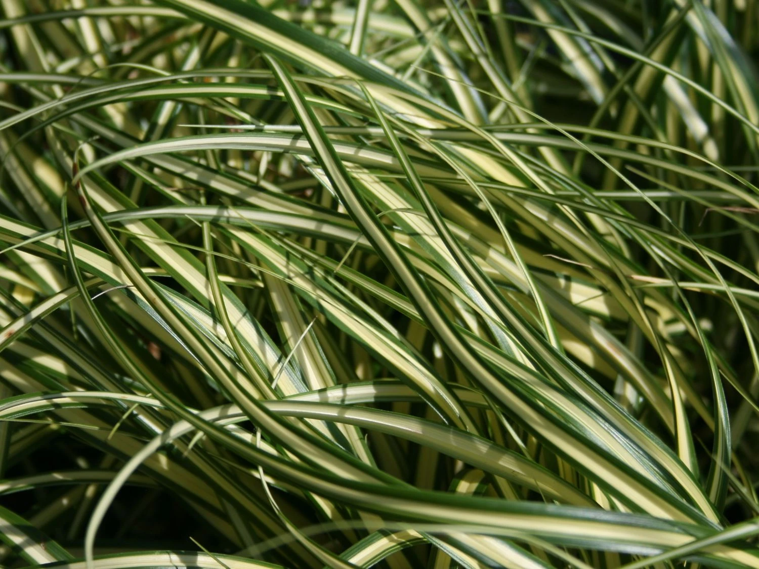 Gold Segge 'Evergold' 1 Gold Segge 'Evergold'