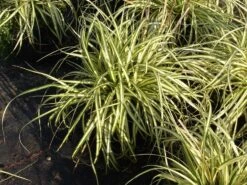 Gold Segge 'Evergold' 9 Gold Segge 'Evergold' -Angebote Wurzel Zeit Store gold segge evergold m015279 w 0