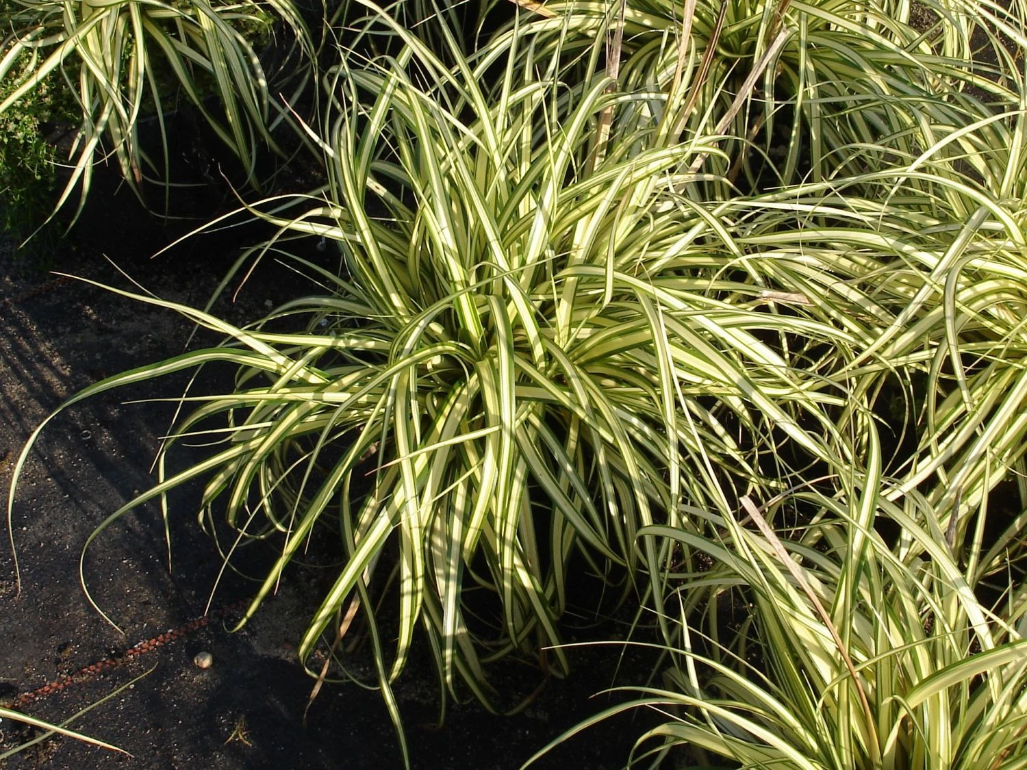 Gold Segge 'Evergold' 3 Gold Segge 'Evergold' – Bild 3