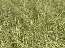 Gold Segge 'Evergold' 11 Gold Segge 'Evergold' -Angebote Wurzel Zeit Store gold segge evergold m015279 w 1