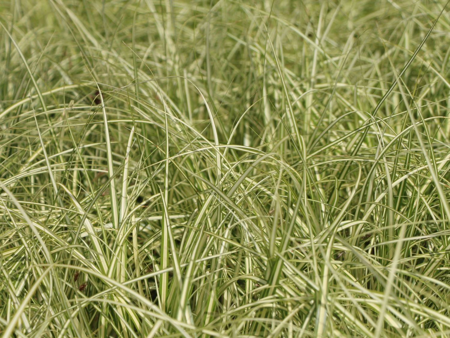 Gold Segge 'Evergold' 5 Gold Segge 'Evergold' – Bild 5