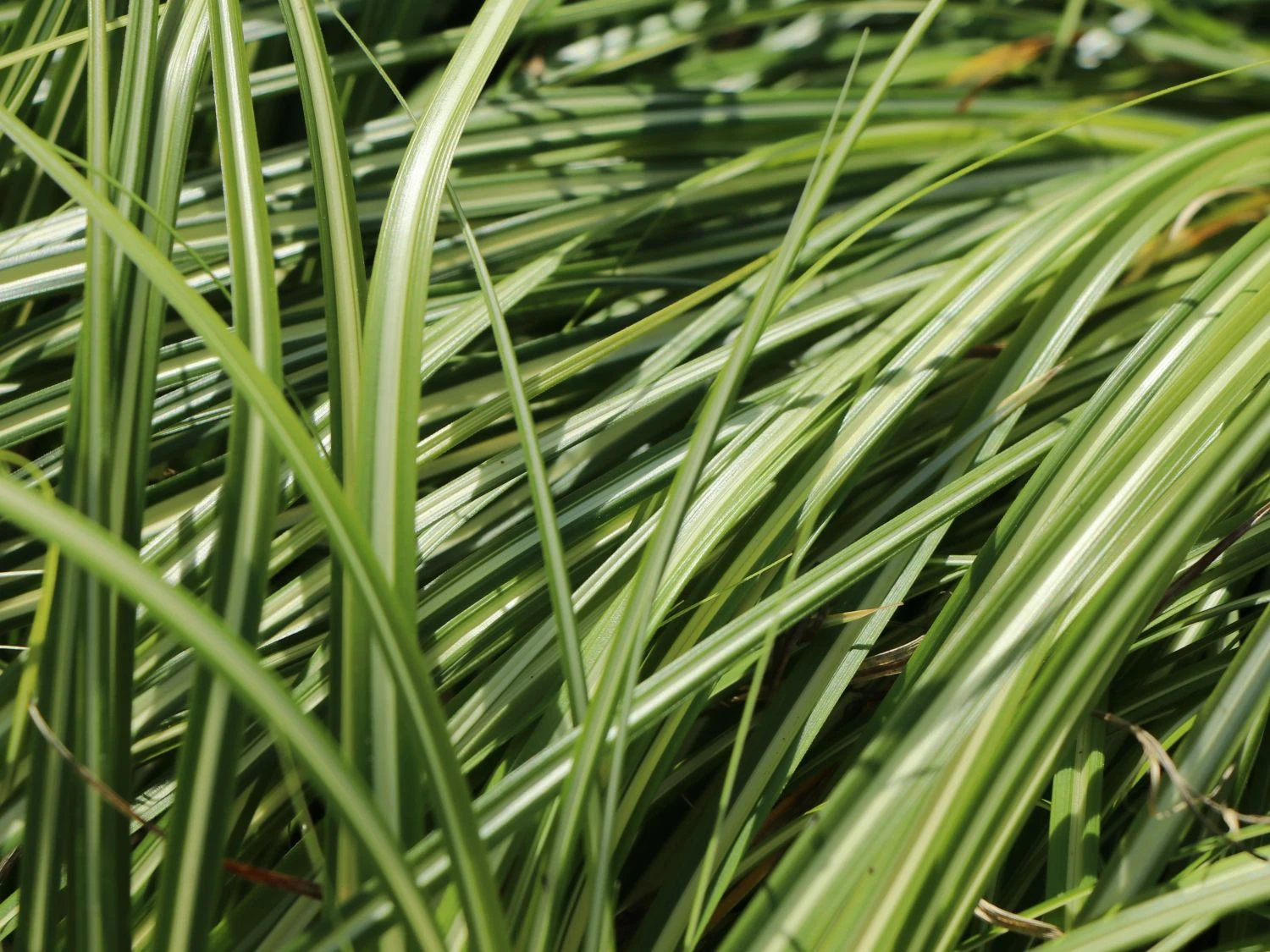 Gold Segge 'Evergold' 4 Gold Segge 'Evergold' – Bild 4