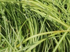 Gold Segge 'Evergold' 12 Gold Segge 'Evergold' -Angebote Wurzel Zeit Store gold segge evergold m015279 w 3