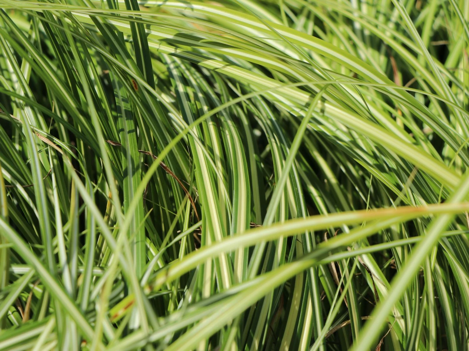 Gold Segge 'Evergold' 6 Gold Segge 'Evergold' – Bild 6