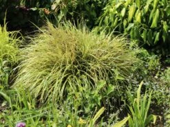 Gold Segge 'Evergold' 13 Gold Segge 'Evergold' -Angebote Wurzel Zeit Store gold segge evergold m015279 w 4