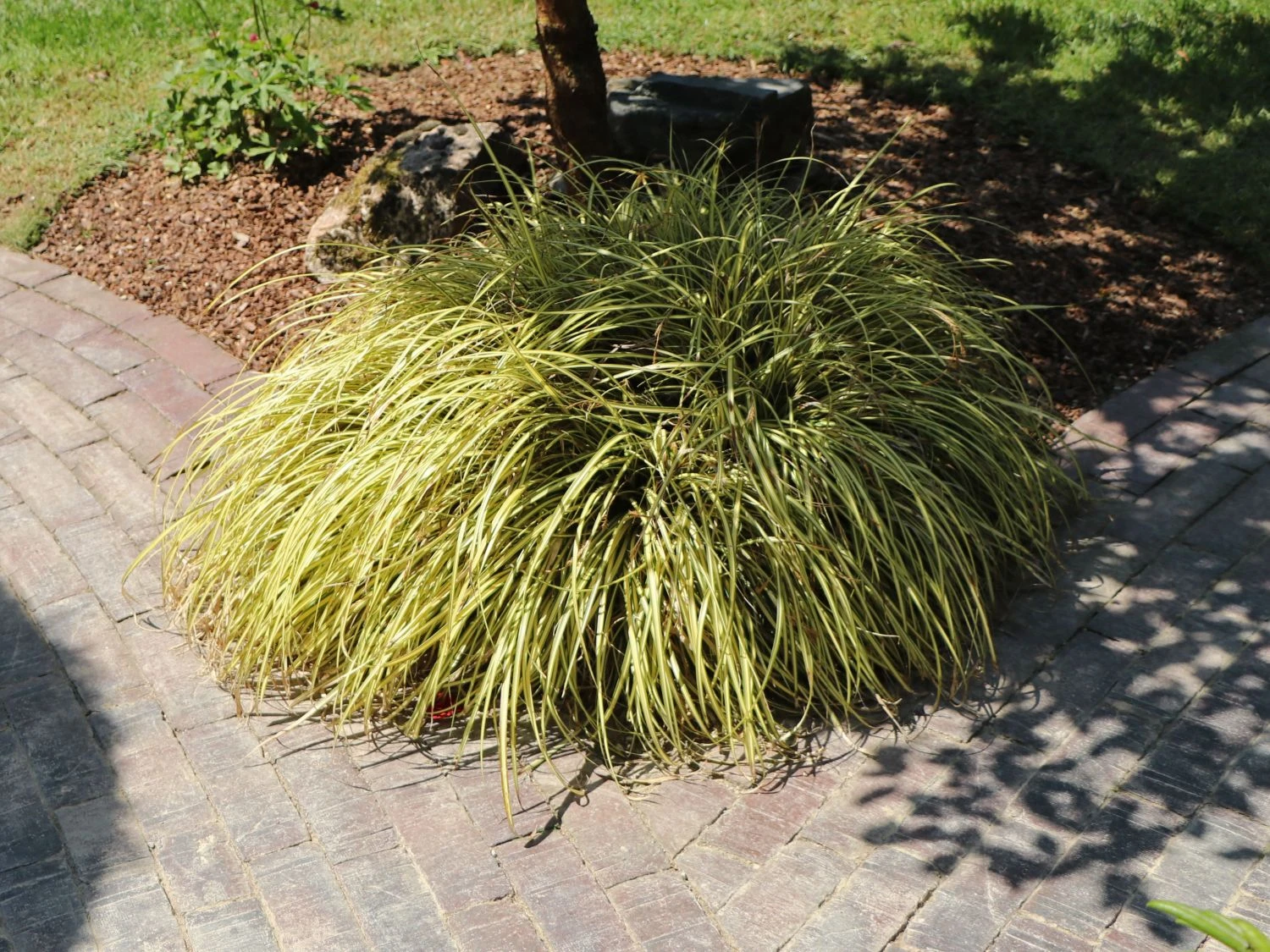 Gold Segge 'Evergold' 2 Gold Segge 'Evergold' – Bild 2