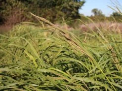 Goldbandgras 'Aureomarginata' -Angebote Wurzel Zeit Store goldbandgras aureomarginata m060536 w 1