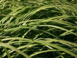 Goldbandgras 'Aureomarginata' -Angebote Wurzel Zeit Store goldbandgras aureomarginata m060536 w 2