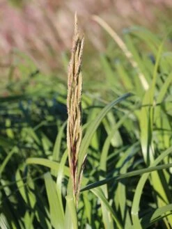 Goldbandgras 'Aureomarginata' -Angebote Wurzel Zeit Store goldbandgras aureomarginata m060536 w 3