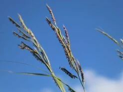 Goldbandgras 'Aureomarginata' -Angebote Wurzel Zeit Store goldbandgras aureomarginata m060536 w 4