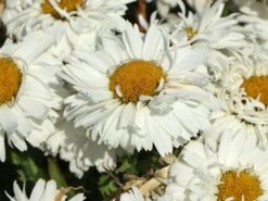 Großblumige Garten-Margerite 'Freak!' ® -Angebote Wurzel Zeit Store grossblumige garten margerite freak m107556 w 0