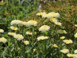 Großblumige Margerite 'Luna' ®