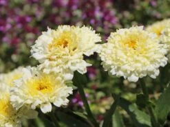 Großblumige Margerite 'Luna' ® -Angebote Wurzel Zeit Store grossblumige margerite luna m102124 w 5