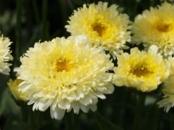 Großblumige Margerite 'Luna' ® -Angebote Wurzel Zeit Store grossblumige margerite luna m102124 w 6