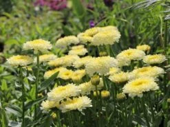 Großblumige Margerite 'Luna' ® -Angebote Wurzel Zeit Store grossblumige margerite luna m102124 w 7