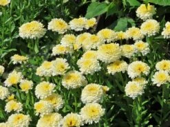Großblumige Margerite 'Luna' ® -Angebote Wurzel Zeit Store grossblumige margerite luna m102124 w 9