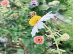 Großblumige Margerite 'Victorian Secret' -Angebote Wurzel Zeit Store grossblumige margerite victorian secret m059402 1217134 0