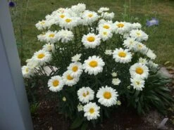 Großblumige Margerite 'Victorian Secret' -Angebote Wurzel Zeit Store grossblumige margerite victorian secret m059402 727888 0