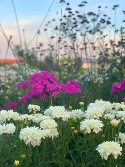 Großblumige Margerite 'Victorian Secret' -Angebote Wurzel Zeit Store grossblumige margerite victorian secret m059402 951292 0