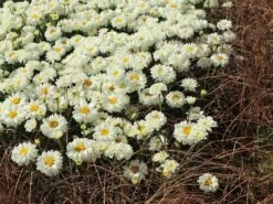 Großblumige Margerite 'Victorian Secret' -Angebote Wurzel Zeit Store grossblumige margerite victorian secret m059402 w 1