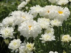 Großblumige Margerite 'Victorian Secret' -Angebote Wurzel Zeit Store grossblumige margerite victorian secret m059402 w 2