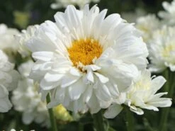 Großblumige Margerite 'Victorian Secret' -Angebote Wurzel Zeit Store grossblumige margerite victorian secret m059402 w 3