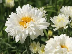 Großblumige Margerite 'Victorian Secret' -Angebote Wurzel Zeit Store grossblumige margerite victorian secret m059402 w 4