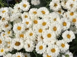 Großblumige Margerite 'Victorian Secret' -Angebote Wurzel Zeit Store grossblumige margerite victorian secret m059402 w 5