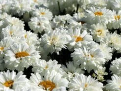 Großblumige Margerite 'Victorian Secret' -Angebote Wurzel Zeit Store grossblumige margerite victorian secret m059402 w 6