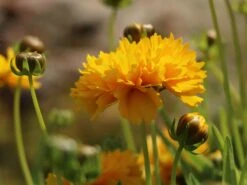 Großblumiges Mädchenauge 'Early Sunrise' -Angebote Wurzel Zeit Store grossblumiges maedchenauge early sunrise m063633 w 2