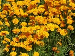 Großblumiges Mädchenauge 'Early Sunrise' -Angebote Wurzel Zeit Store grossblumiges maedchenauge early sunrise m063633 w 4