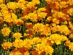 Großblumiges Mädchenauge 'Early Sunrise' -Angebote Wurzel Zeit Store grossblumiges maedchenauge early sunrise m063633 w 5