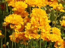 Großblumiges Mädchenauge 'Early Sunrise' -Angebote Wurzel Zeit Store grossblumiges maedchenauge early sunrise m063633 w 6