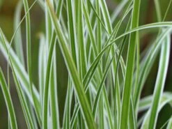 Grünweiße Segge 'Everest' ® -Angebote Wurzel Zeit Store gruenweisse segge everest m061843 w 0