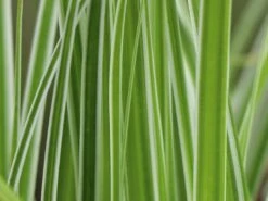 Grünweiße Segge 'Everest' ® -Angebote Wurzel Zeit Store gruenweisse segge everest m061843 w 1