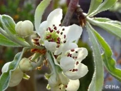 Hängende Wildbirne 'Pendula' 35 Hängende Wildbirne 'Pendula' -Angebote Wurzel Zeit Store haengende wildbirne pendula m069463 930812 0