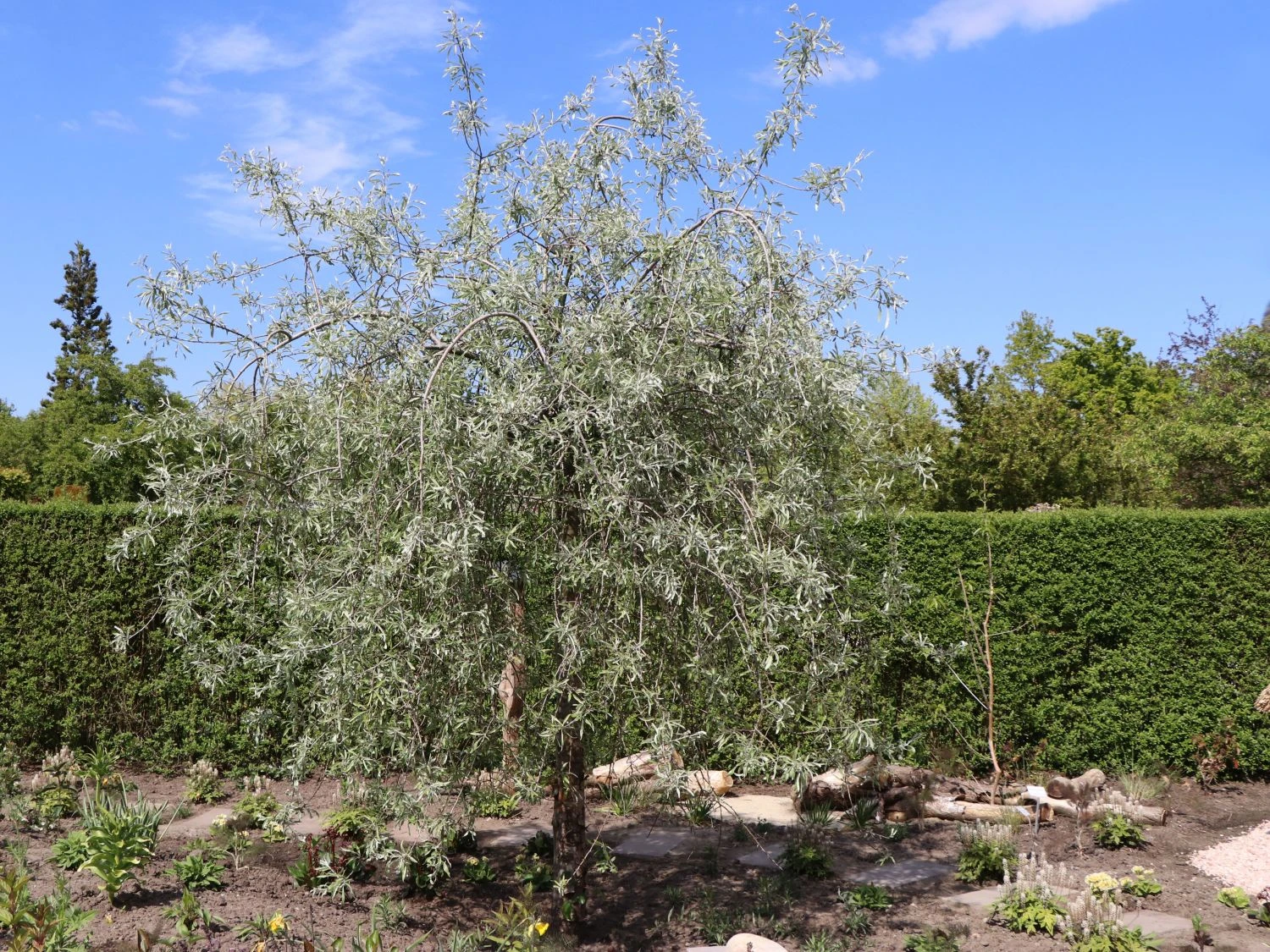 Hängende Wildbirne 'Pendula' 1 Hängende Wildbirne 'Pendula'