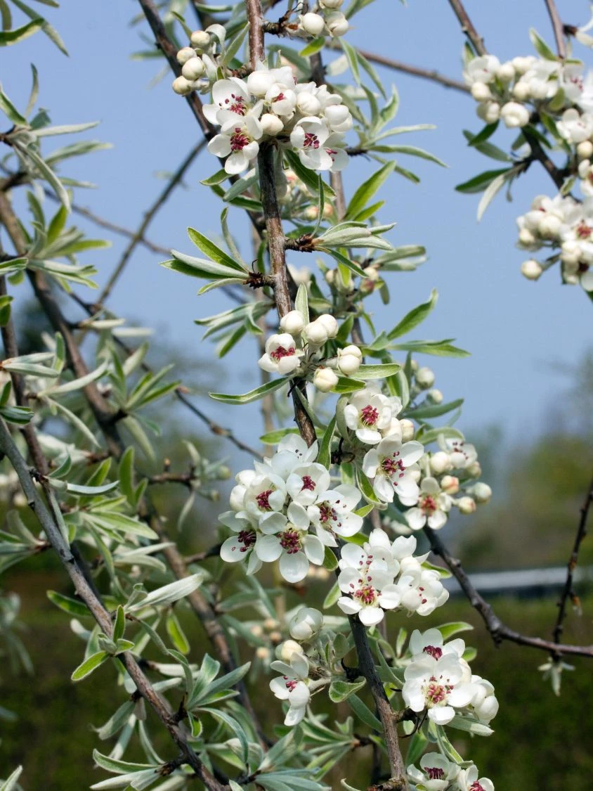 Hängende Wildbirne 'Pendula' 11 Hängende Wildbirne 'Pendula' – Bild 11
